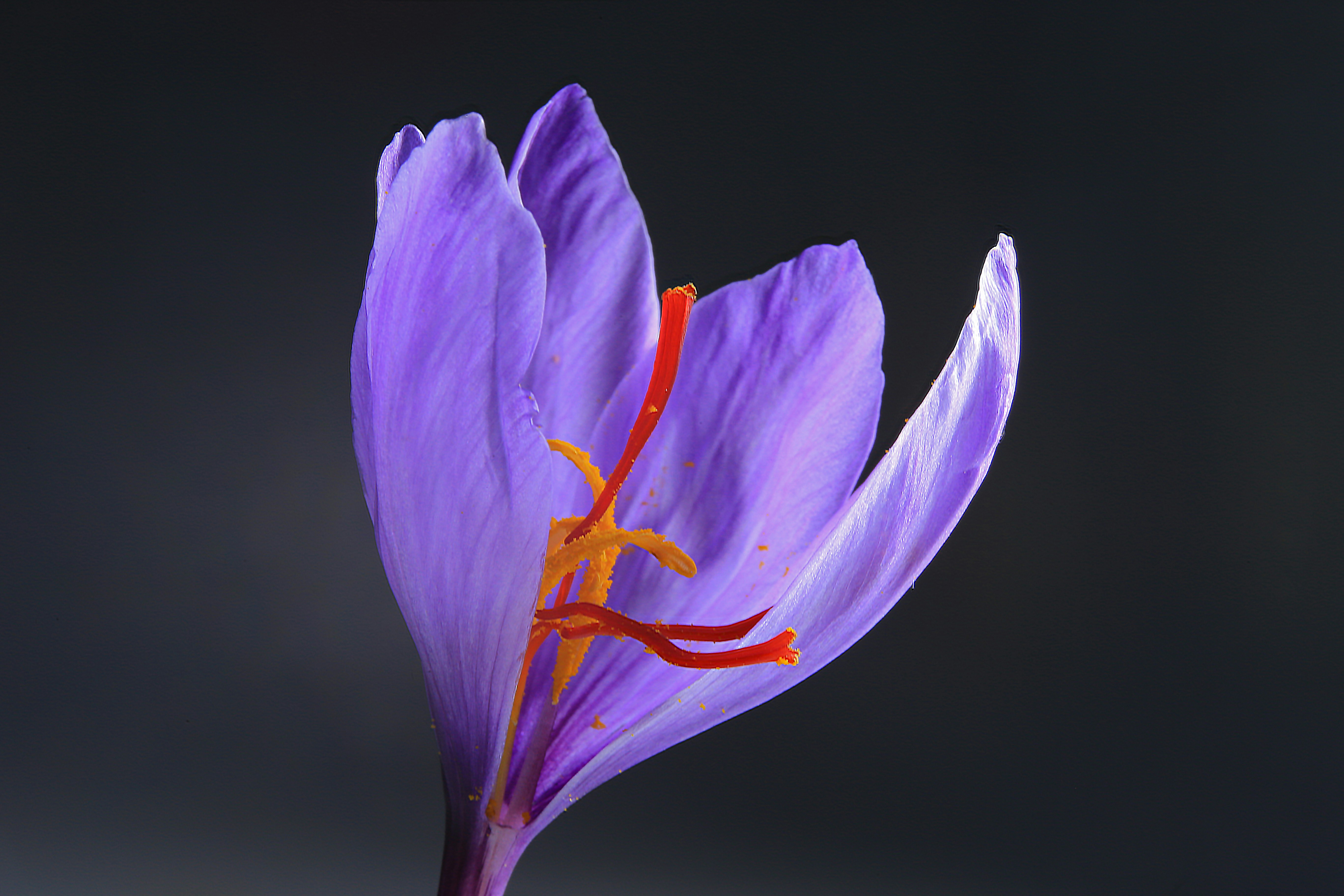 Close-up of a purple saffron crocus flower